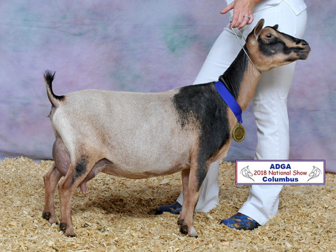 2018 Nigerian Dwarf National Show Results