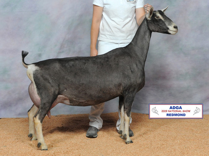 2019 Alpine National Show Results
