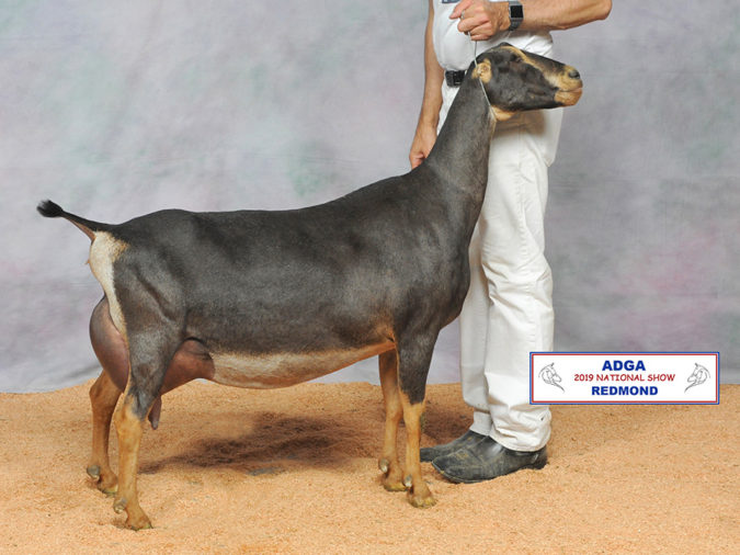 2019 LaMancha National Show Results