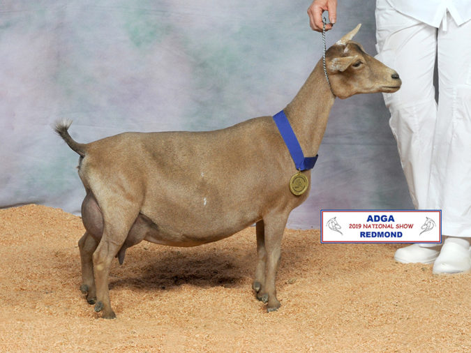 2019 Nigerian Dwarf National Show Results