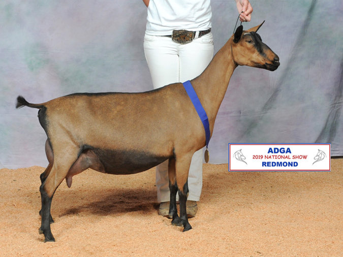 2019 Oberhasli National Show Results