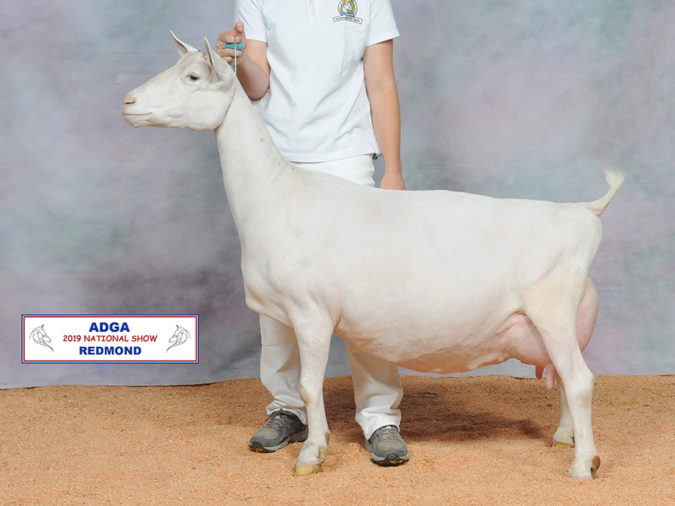 2019 Saanen National Show Results