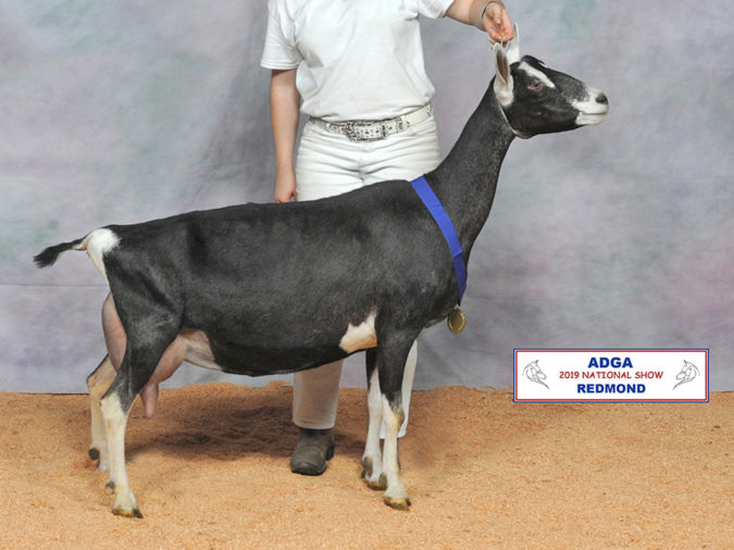 2019 Sable National Show Results