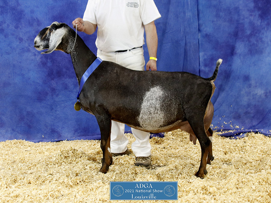 2021 Nubian National Show Results