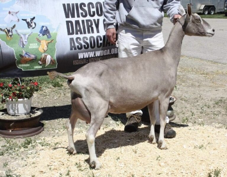Toggenburg Raffle Kid American Dairy Goat Association National Show