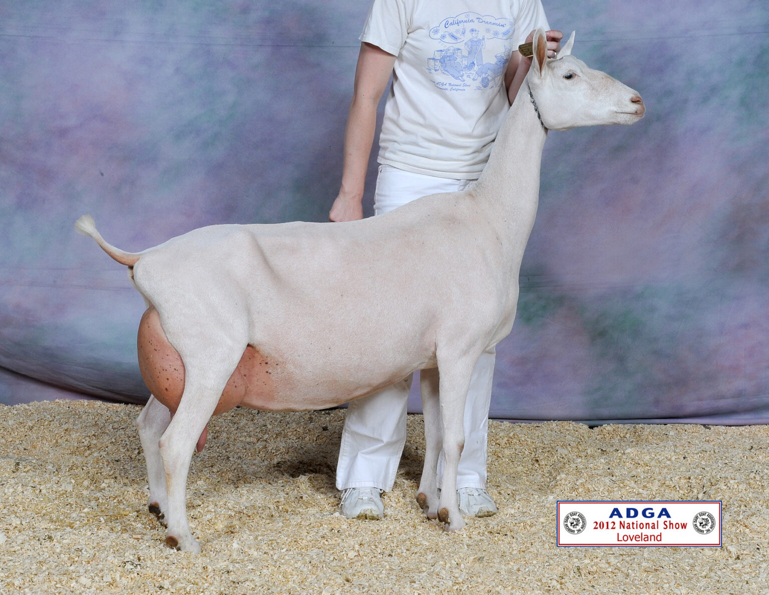 Saanen Raffle Kid American Dairy Goat Association National Show