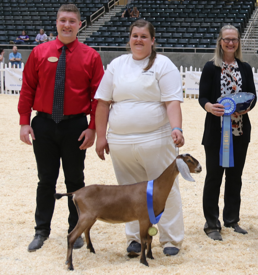 Nubian American Dairy Goat Association National Show