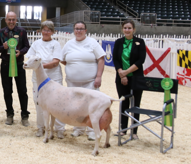 Recorded Grade American Dairy Goat Association National Show
