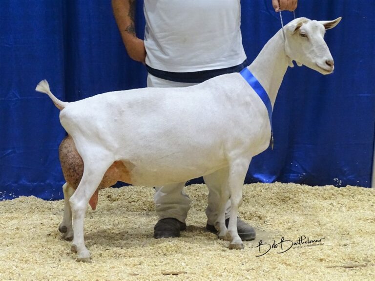 Reserve Senior Champion