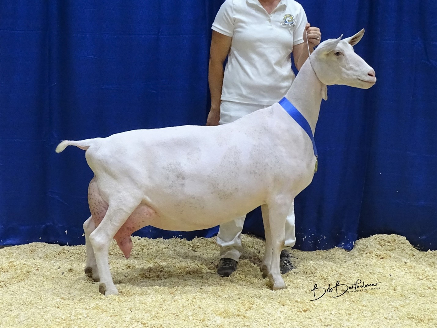 What Are Saanen Goats