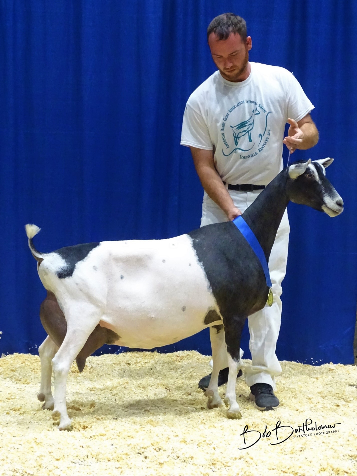 Sable American Dairy Goat Association National Show