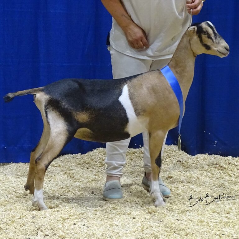 Junior Champion