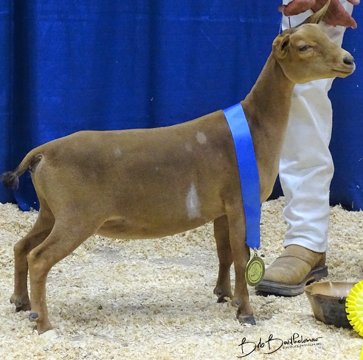 Reserve Junior Champion