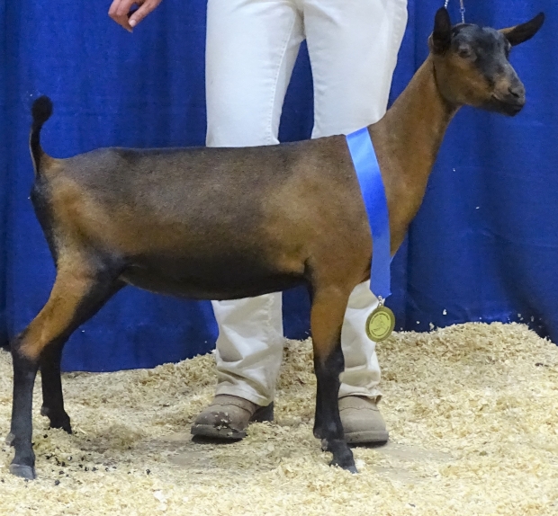 Reserve Junior Champion