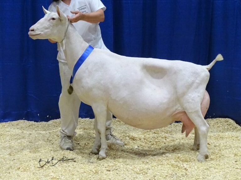 Reserve Senior Champion