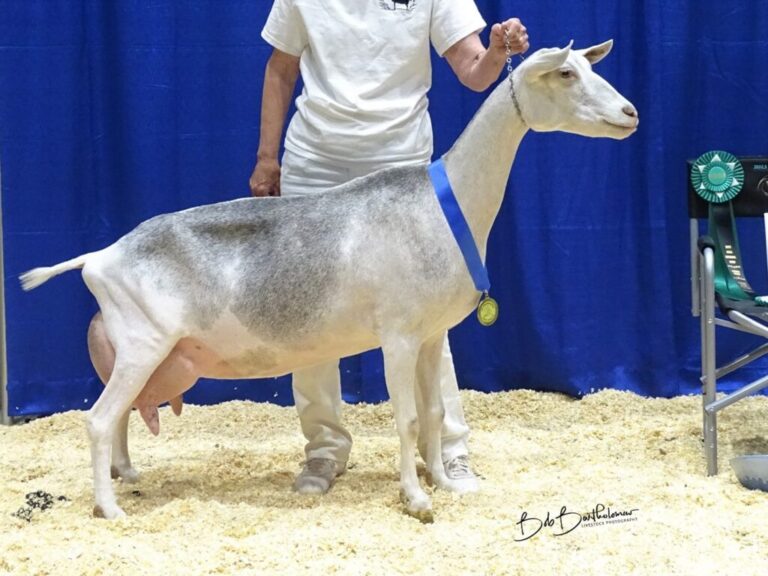 Reserve Senior Champion