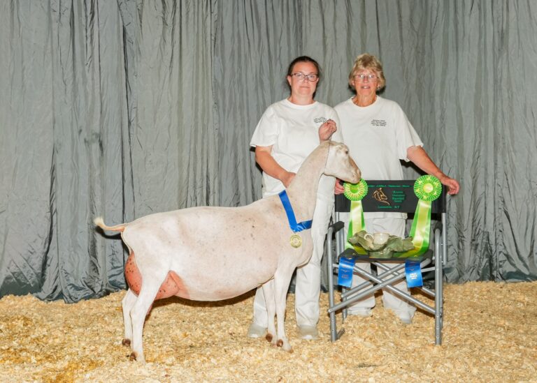 Reserve Grand Champion