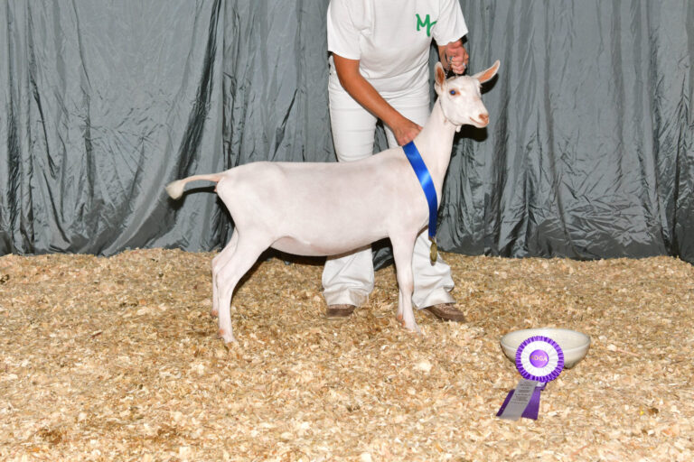 Reserve Junior Champion