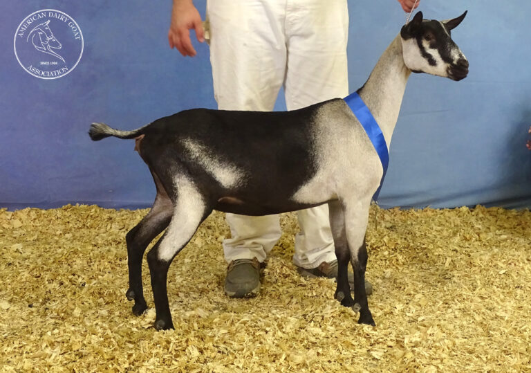 Reserve Junior Champion