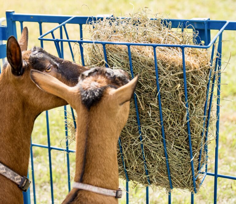 Hanging Hay Rack – Sponsored by Sydell