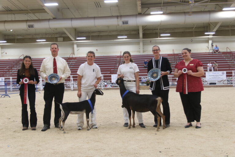 Reserve Junior Champion