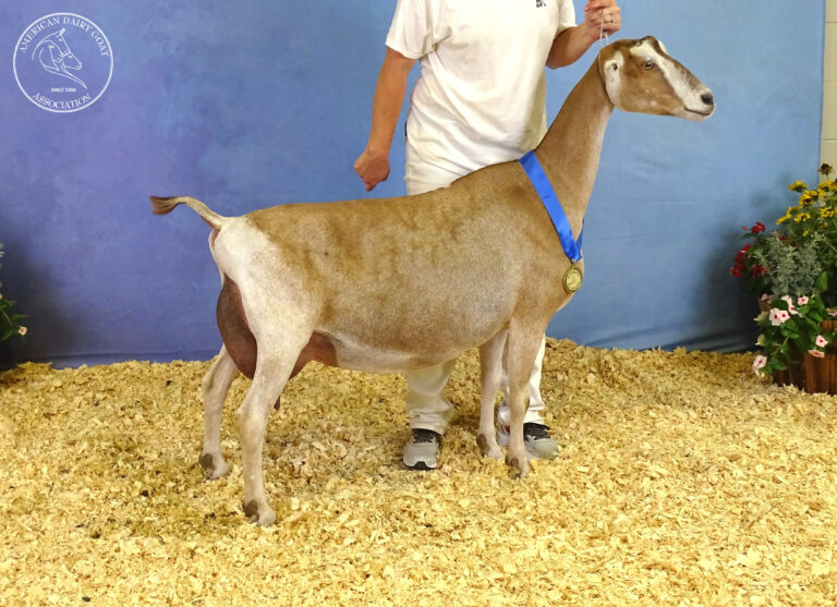 Reserve Senior Champion