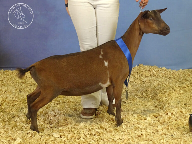 Reserve Junior Champion