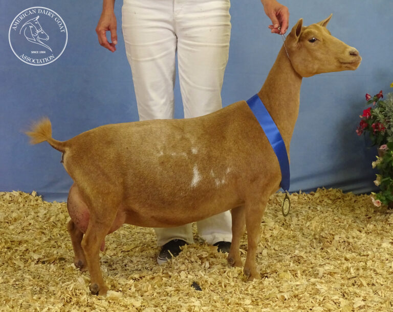 Senior Reserve Champion