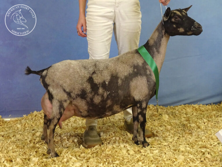 Youth Premier Senior Doe