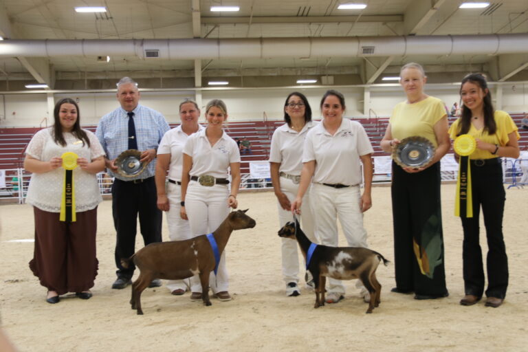 Reserve Junior Champion