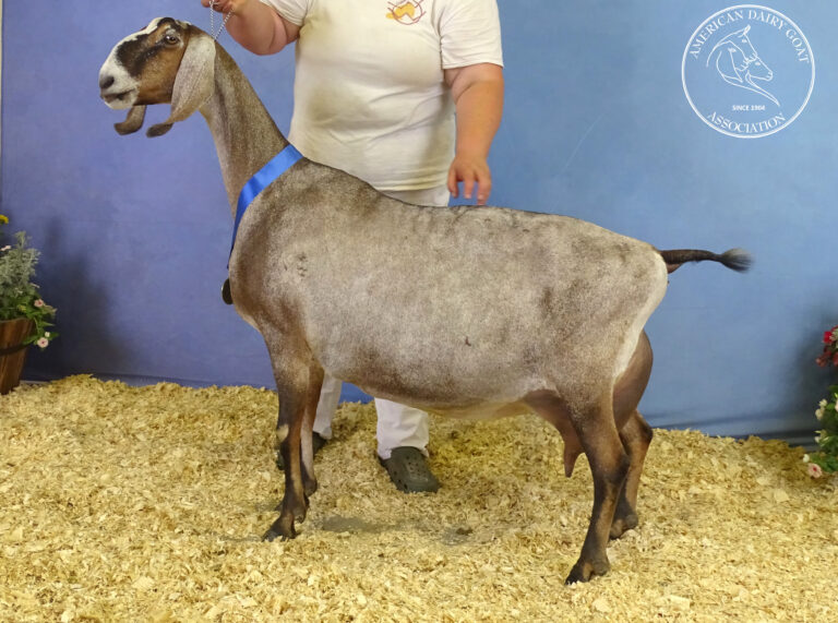 Reserve Senior Champion