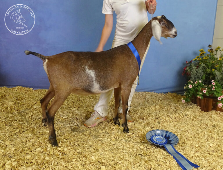 Junior Reserve Champion