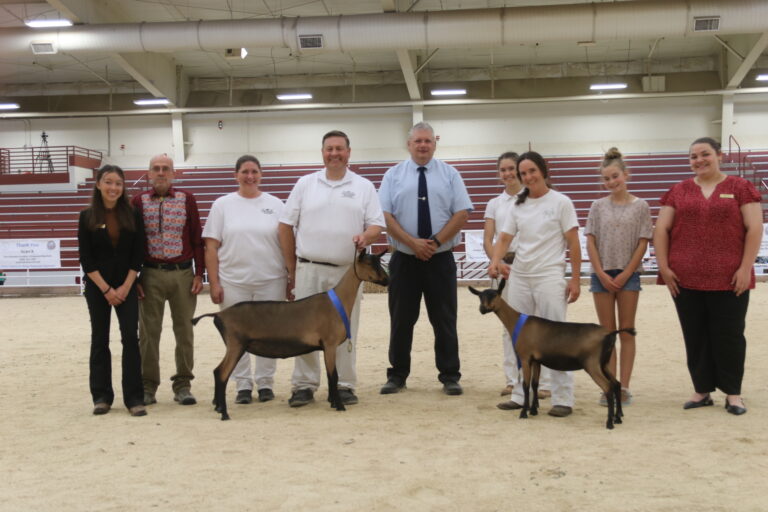 Reserve Junior Champion