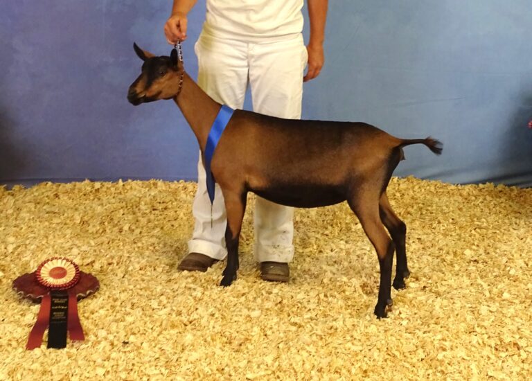 Reserve Junior Champion