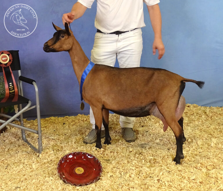 Senior Reserve Champion