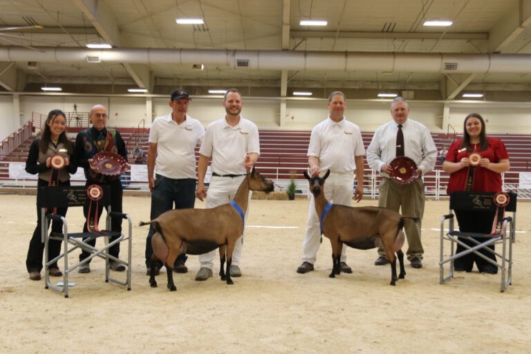 Senior Reserve Champion