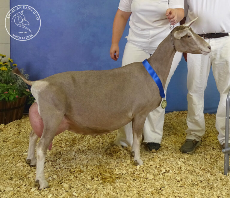 Senior Reserve Champion