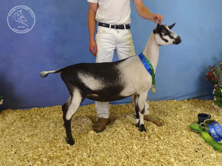 Youth Premier Junior Doe