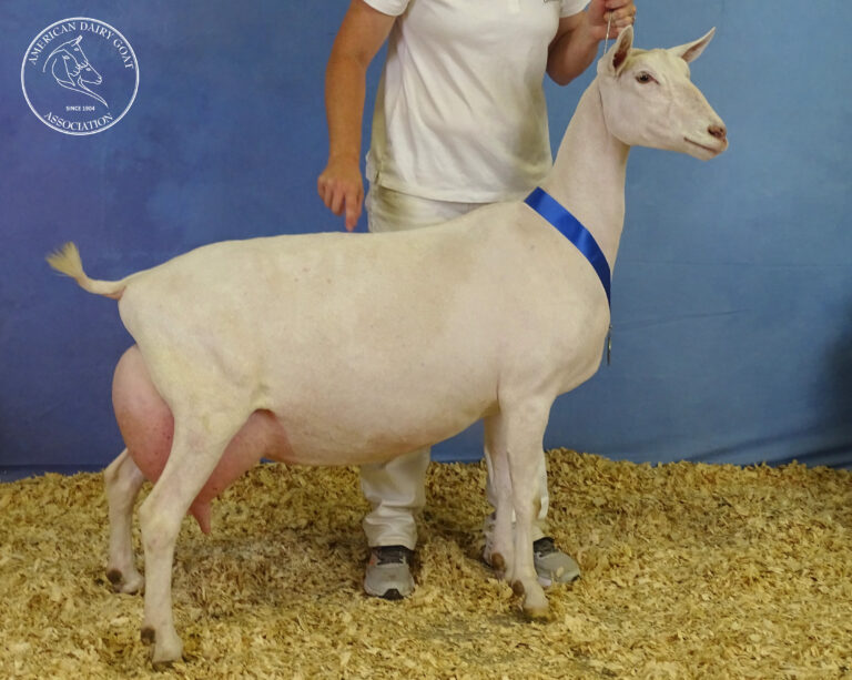 Senior Reserve Champion