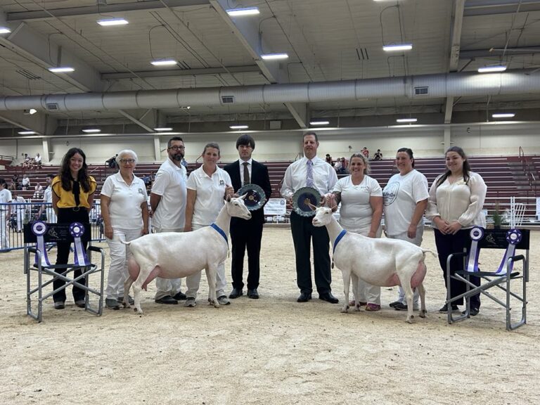 Senior Reserve Champion