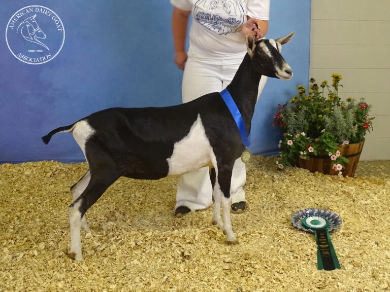 Junior Reserve Champion