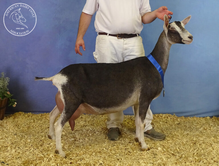 Senior Reserve Champion