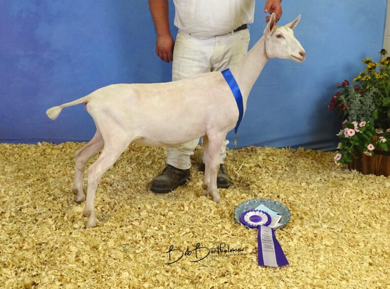 Junior Reserve Champion
