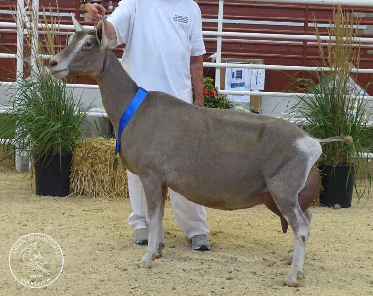 Senior Reserve Champion