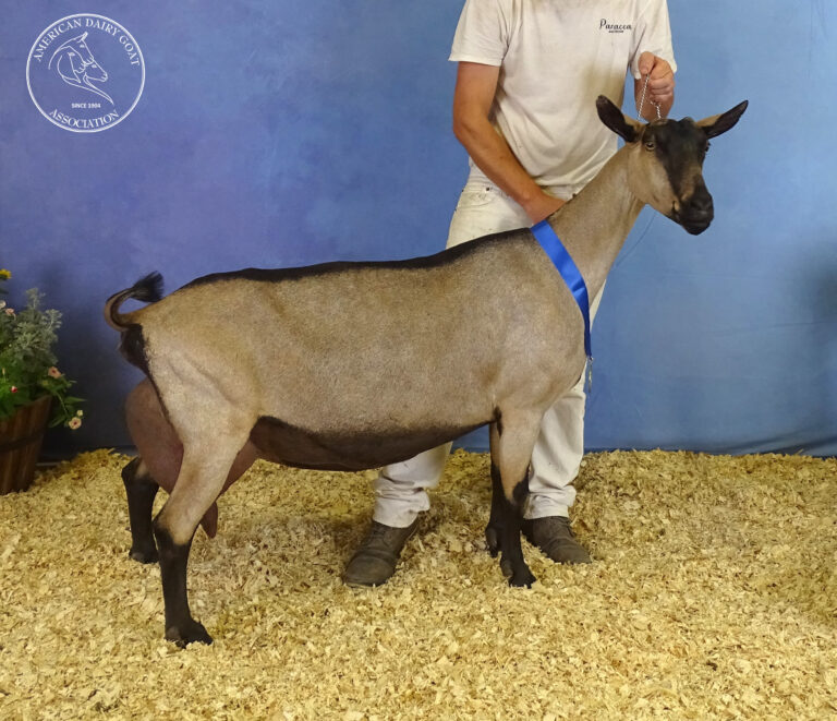 Senior Reserve Champion