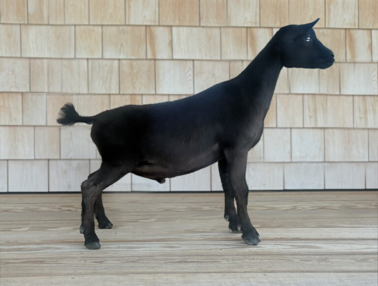 Haymaker Farm AG Black Gold