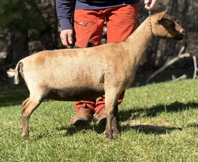 Crooked Wall Farm Saucy Minx