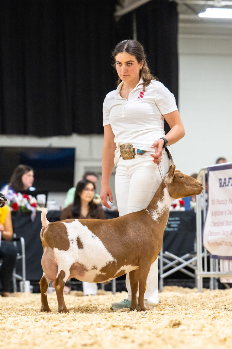 Senior Champion: 3G Family Farm T Serendipity
