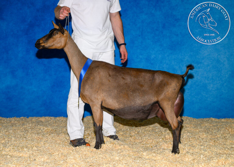 Senior Champion: Harmody Hazeldor Nirobi