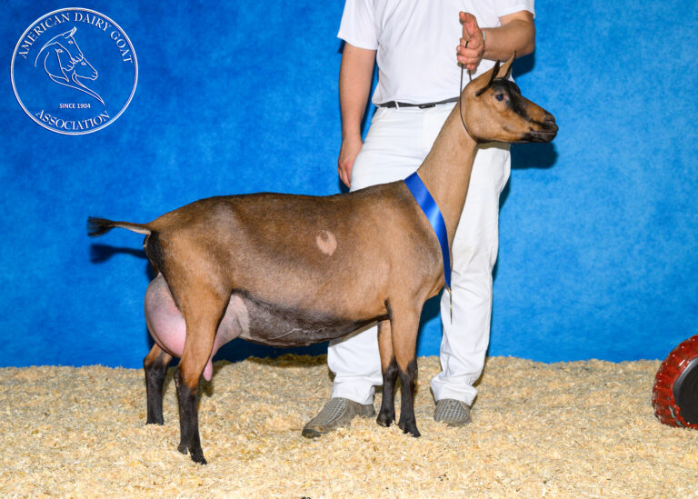 Senior Reserve Champion: Ober-Boerd T Vetta